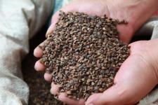 廣西全州發(fā)放耐旱作物種子應(yīng)對旱情，助力農(nóng)作物種子經(jīng)營穩(wěn)產(chǎn)增效